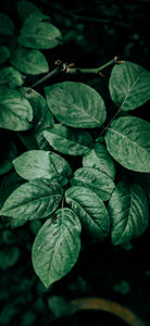 Green leaves on a black background.